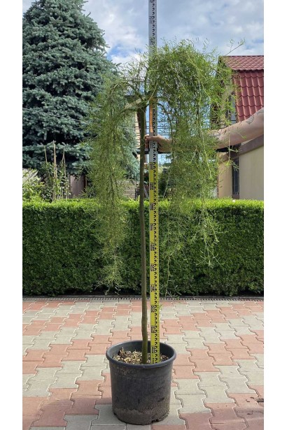 Карагана дерев’яниста Уолкер на штамбі - 35л/вис.130-150см/Ø40-60см/ШТАМБ 120-140см/обхват 6-8см